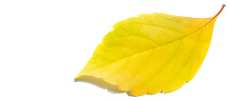Autumn leaves on a white background. Autumn leaves don't fall, they fly. They take their time and use this as their only chance to take off.の写真素材