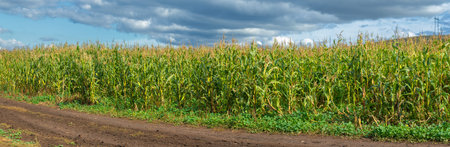 Corn a North American cereal plant that yields large grains, or kernels, set in rows on a cob. Its...