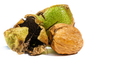 Walnut. Walnuts are the only liquid that tastes good hot or cold.の写真素材