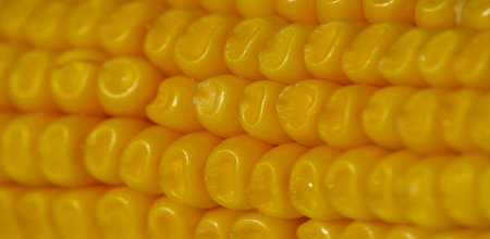 The corn plant is a tall annual grass with a stout, a cereal plant of the cereal family (Poaceae)...