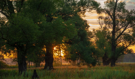 Summer landscape photo, Dawn sunset beautiful paints painted the sky, pastel shades, trees in the shade of the setting sunの写真素材