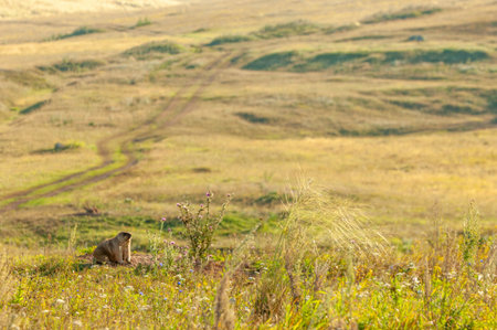 Summer landscape with animal marmot, a heavily built, gregarious, burrowing rodent of both Eurasia and North America, typically living in mountainous country.の写真素材