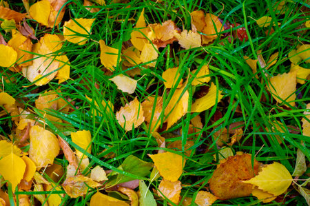 Colorful autumn leaves of birch, deciduous tree with white bark and with heart-shaped leaves.の写真素材