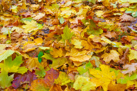 Autumn maple leaf, a flattened structure of a higher plant, similar to a blade that attaches directly to the stem or through the stem. Leaves are the main organs of photosynthesis and transpirationの写真素材