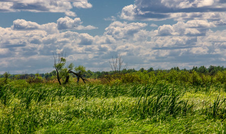 summer photography, a river overgrown with reeds, blue sky with white clouds, blue water covered with duckweed, river floodplain, sultry summer dayの写真素材