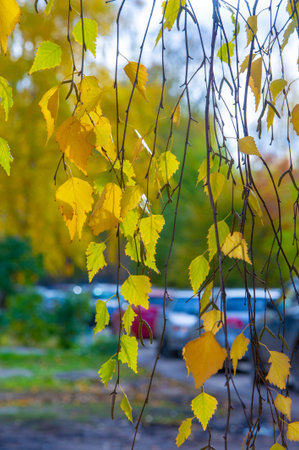 Colorful autumn leaves of birch, deciduous tree with white bark and with heart-shaped leaves.の写真素材