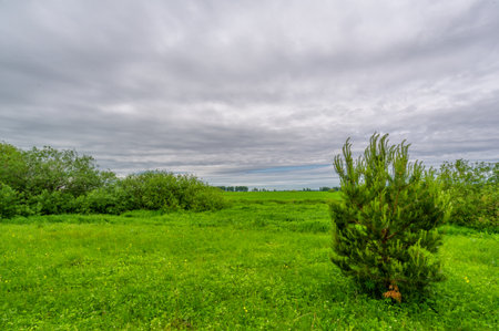 Spring photography, landscape with a cloudy sky. Young wheat, green sprouts, cereals, as well as its grains, from which white flour is preparedの写真素材