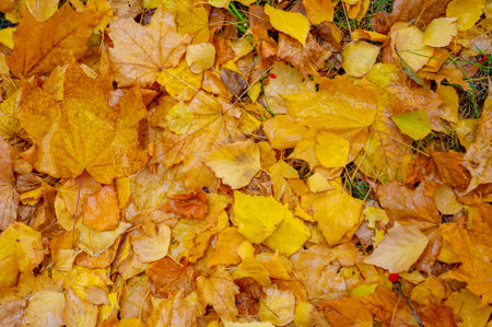 Autumn photography, leaves in the fall, At this time of the year the trees seem to come to life, breaking from orange, red and copper flowersの写真素材