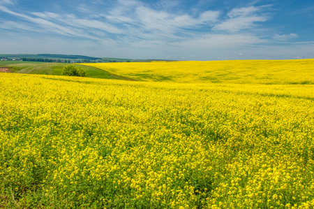 Rapeseed (Brassica napus subsp. Napus) with bright yellow flowering, cultivated thanks to oil-rich seeds, canola is an important source of vegetable oil and a source of protein flour.の写真素材