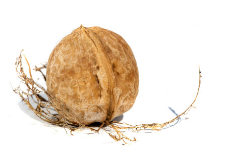 Walnuts are a popular nut known for their rich flavor and nutritional benefits.