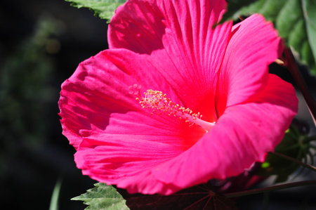 Hibiscus rosa-sinensis, the Chinese rose, is only semi-hardy, so it is often grown as a summer...