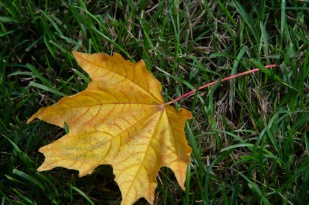 Autumn maple leaf, a flattened structure of a higher plant, similar to a blade that attaches...
