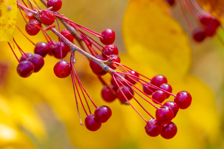 Malus baccata is an Asian apple tree known collectively as Siberian crab and is used to grow bonsai. It has abundant fragrant white flowers and edible red or yellow fruits about 1 cmの写真素材