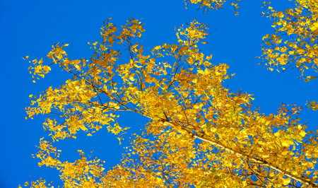 autumn, sketch of autumn in the photo, yellow burgundy red leaves, joyful picturesの写真素材
