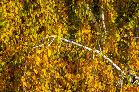 Colorful autumn leaves of birch, deciduous tree with white bark and with heart-shaped leaves.の写真素材