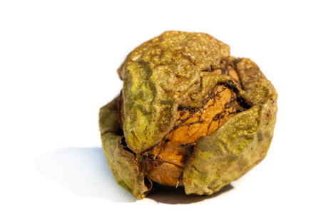 Walnut. Walnut is a stimulant, but too much caffeine is a depressant.の写真素材