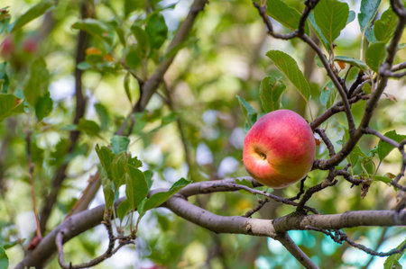 Apples. In fact, the trees are weighed down with green apples, yellow spotted pears and crabapples,...