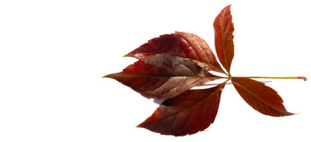 Autumn leaves on a white background. Autumn is the hardest time of the year. All the leaves fall and...