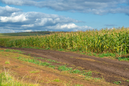 Corn a North American cereal plant that yields large grains, or kernels, set in rows on a cob. Its...
