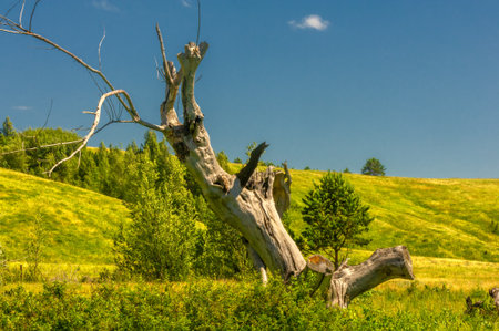 Summer landscape, river floodplain, picturesque shores, bright green grass with wild wildflowers, blue sky with white clouds, summer tender warm days,の写真素材