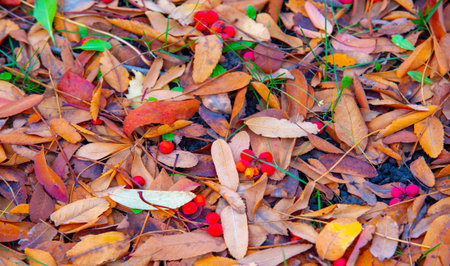 Autumn photography, leaves in the fall, At this time of the year the trees seem to come to life, breaking from orange, red and copperの写真素材