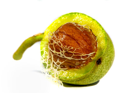 Walnut. Walnut is a stimulant, but too much caffeine is a depressant.の写真素材