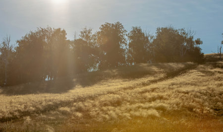 Summer landscape photography, hilly terrain with fields of wheat, mixed forest, oaks, birch, aspen, maple, central Europeの写真素材