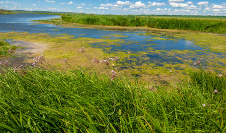summer photography, a river overgrown with reeds, blue sky with white clouds, blue water covered...