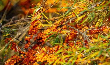 Sea buckthorn contains vitamins A, B1, B2, B6, C and other active ingredients. It may have some...