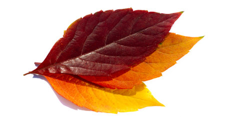 Autumn leaves on a white background. Love the trees until the leaves fall off and then invite them...