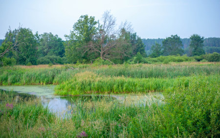 Morning summer photo of a swamp, cloudy sky, open water, red flower in the foreground, light fog