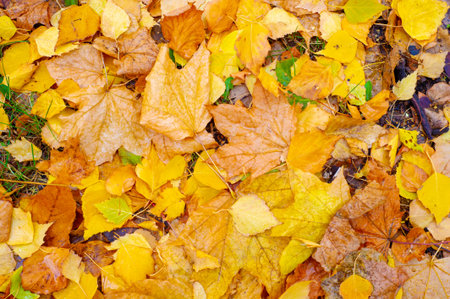 Colorful autumn leaves of birch, deciduous tree with white bark and with heart-shaped leaves.