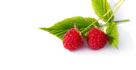 Raspberry is juicy and perfect for your most fruity mood. Give some joy to your table. Surprisingly sweet, these berries will lift your spirits with an explosive flavor.の写真素材
