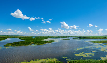 summer photography, a river overgrown with reeds, blue sky with white clouds, blue water covered with duckweed, river floodplain, sultry summer dayの写真素材