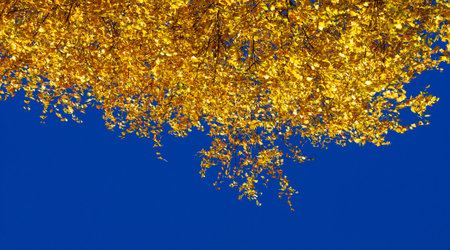 Autumn photography, leaves in the fall, At this time of the year the trees seem to come to life, breaking from orange, red and copper flowersの写真素材