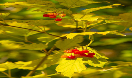 autumn, sketch of autumn in the photo, yellow burgundy red leaves, summer petition, joyful pictures