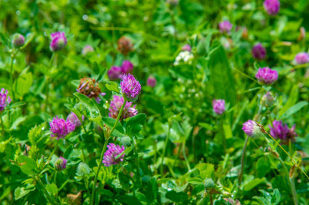 summer landscape, thunderclouds, blue sky, floodplain meadow fields, the aroma of summer colors and a variety of wildflowersの写真素材