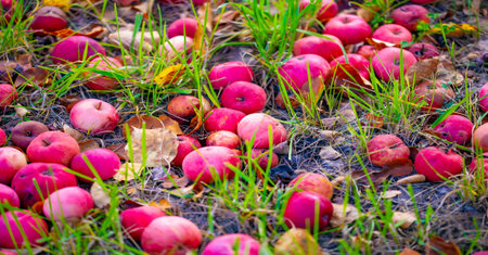 Apples fall from the tree to the ground. Apple orchard and many fallen rotting fruits under the tree...
