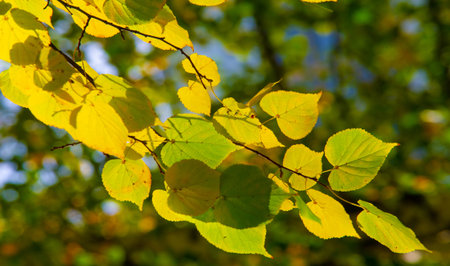 Autumn photography, leaves in the fall, At this time of the year the trees seem to come to life, breaking from orange, red and copper flowersの写真素材