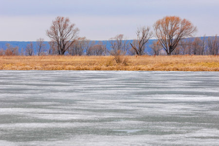Witness the beauty of nature's transition from winter to spring. Experience the awakening of the river in spring. Inconspicuous trees without leaves begin to bloom again. Last year's yellow grassの写真素材