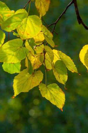 Autumn photography, leaves in the fall, At this time of the year the trees seem to come to life,...