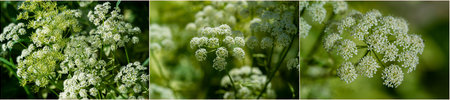 Achillea millefolium, Yarrow is a medicinal plant with numerous health benefits. Its English name...