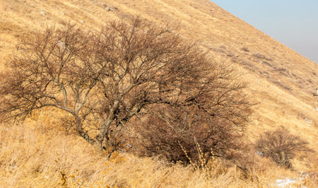 mountains. Scenery. Spring and "spring time" refer to the season as well as ideas of rebirth, rejuvenation, renewal, resurrection, and regrowth.の写真素材