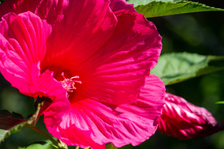 Hibiscus rosa-sinensis, the Chinese rose, is only semi-hardy, so it is often grown as a summer bedding flower.の写真素材