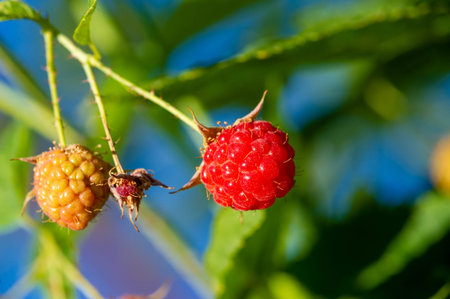 Raspberry. In late summer, native raspberries make their way from the fields to your refrigerator in...