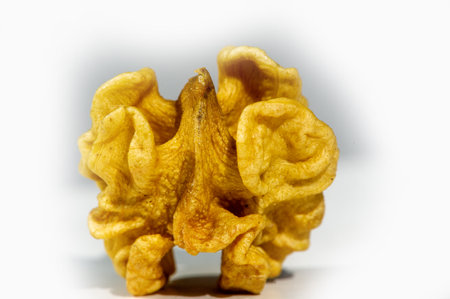 Walnut. Walnut is a stimulant, but too much caffeine is a depressant.の写真素材