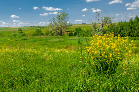 Summer landscape, ravines, meadows, green grasses of the summer landscape, the European part of the earth, sultry summerの写真素材