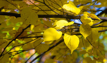 autumn landscape, sketch of autumn in the photo, yellow burgundy red leaves, summer petition, joyful...