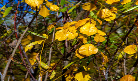 Autumn photography, leaves in the fall, At this time of the year the trees seem to come to life,...