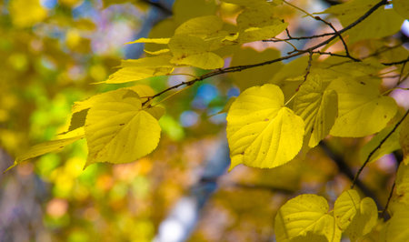 autumn landscape, sketch of autumn in the photo, yellow burgundy red leaves, summer petition, joyful picturesの写真素材